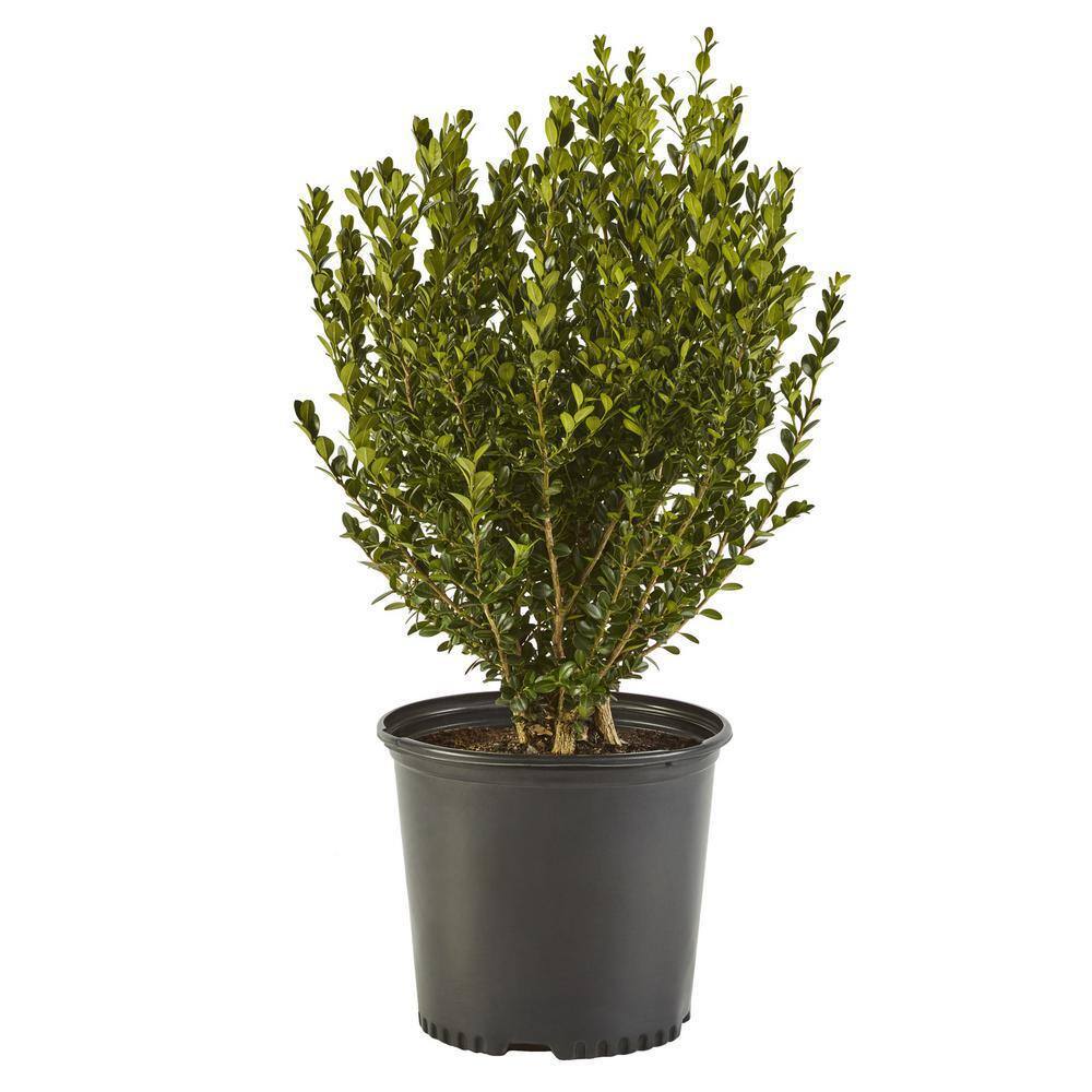 2.25 Gal. Wintergreen Boxwood Shrub Plant 14092