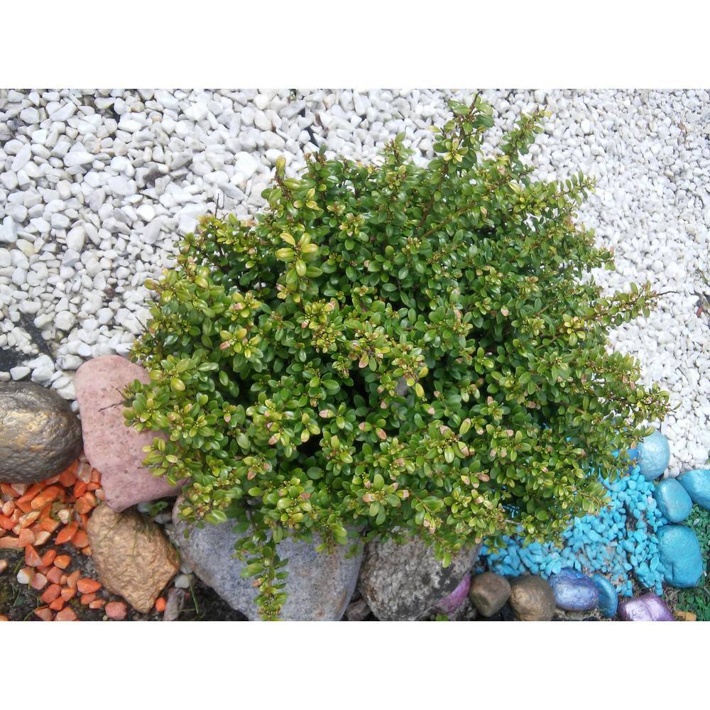 Online Orchards 1 Gal. Convexa Holly Shrub With Extremely Dense Foliage Perfect For Topiary and Low Hedge EGHY007