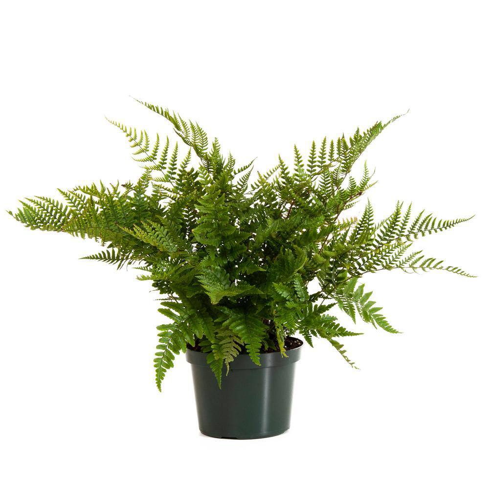 Pure Beauty Farms 2.5 Qt. Autumn Fern in 6.33 In. Grower's Pot (2-Plants) DC1GFERNAUTM2