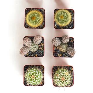 Shop Succulents Assortment of Hand Selected Fully Rooted Live Indoor Cacti Plants (6-Pack) 6-CACTUS-2