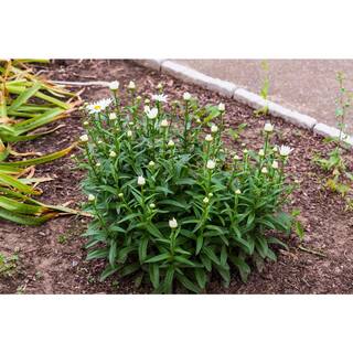 Online Orchards 1 Gal. Snowcap Shasta Daisy Shrub With Massive White Flowers and Yellow Centers SBFL001