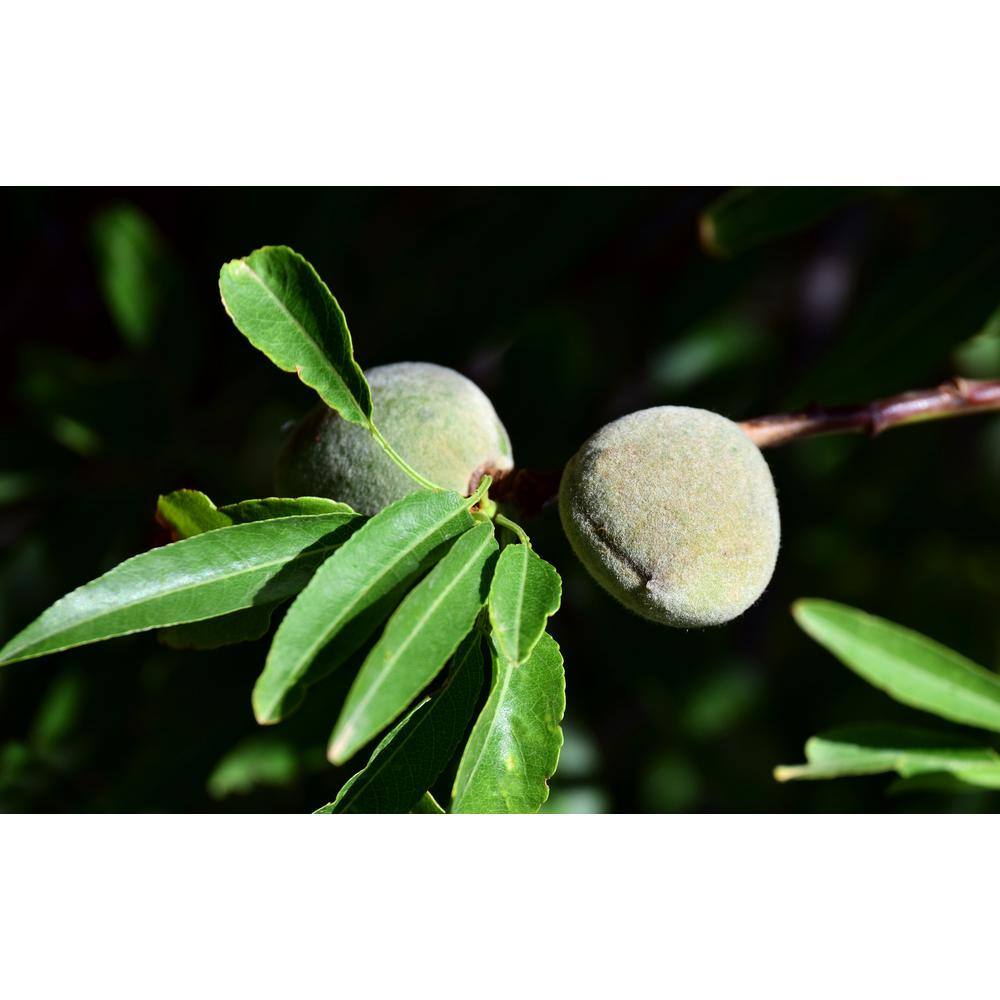 Online Orchards Halls Hardy Almond Tree Bare Root NTAL003