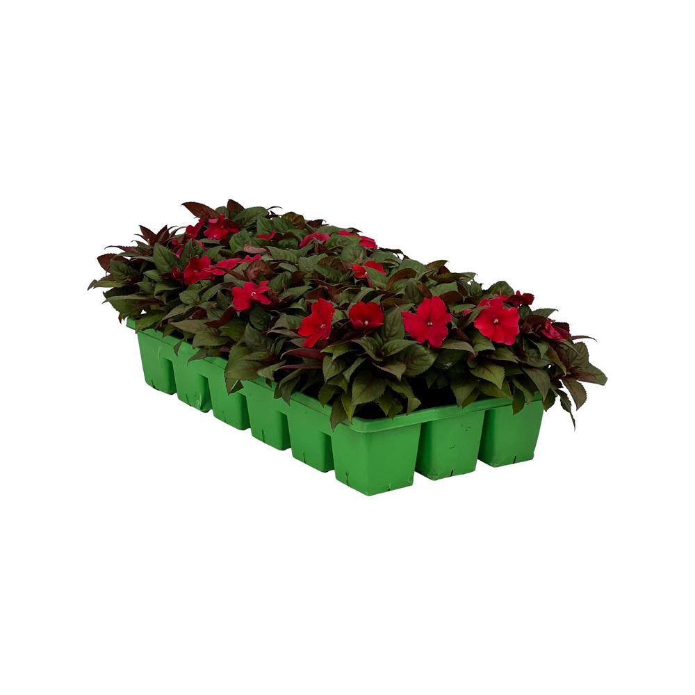 SunPatiens 18-Pack Compact Red SunPatiens Impatiens Outdoor Annual Plant with Red Flowers in 2.75 In. Cell Grower's Tray DC18PKSUNRED