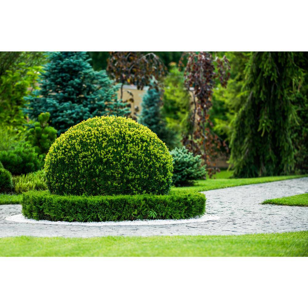 BELL NURSERY 3 Gal. Green Beauty Boxwood (Buxus) Live Evergreen Shrub BUXUS3BTY1PK