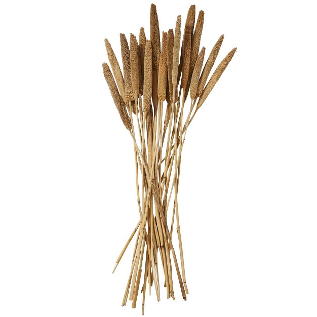 20 x27 x27 X 1 x27 x27 Dried Plant Bunny Tail Natural Foliage With Long Stems Brown Olivia amp May