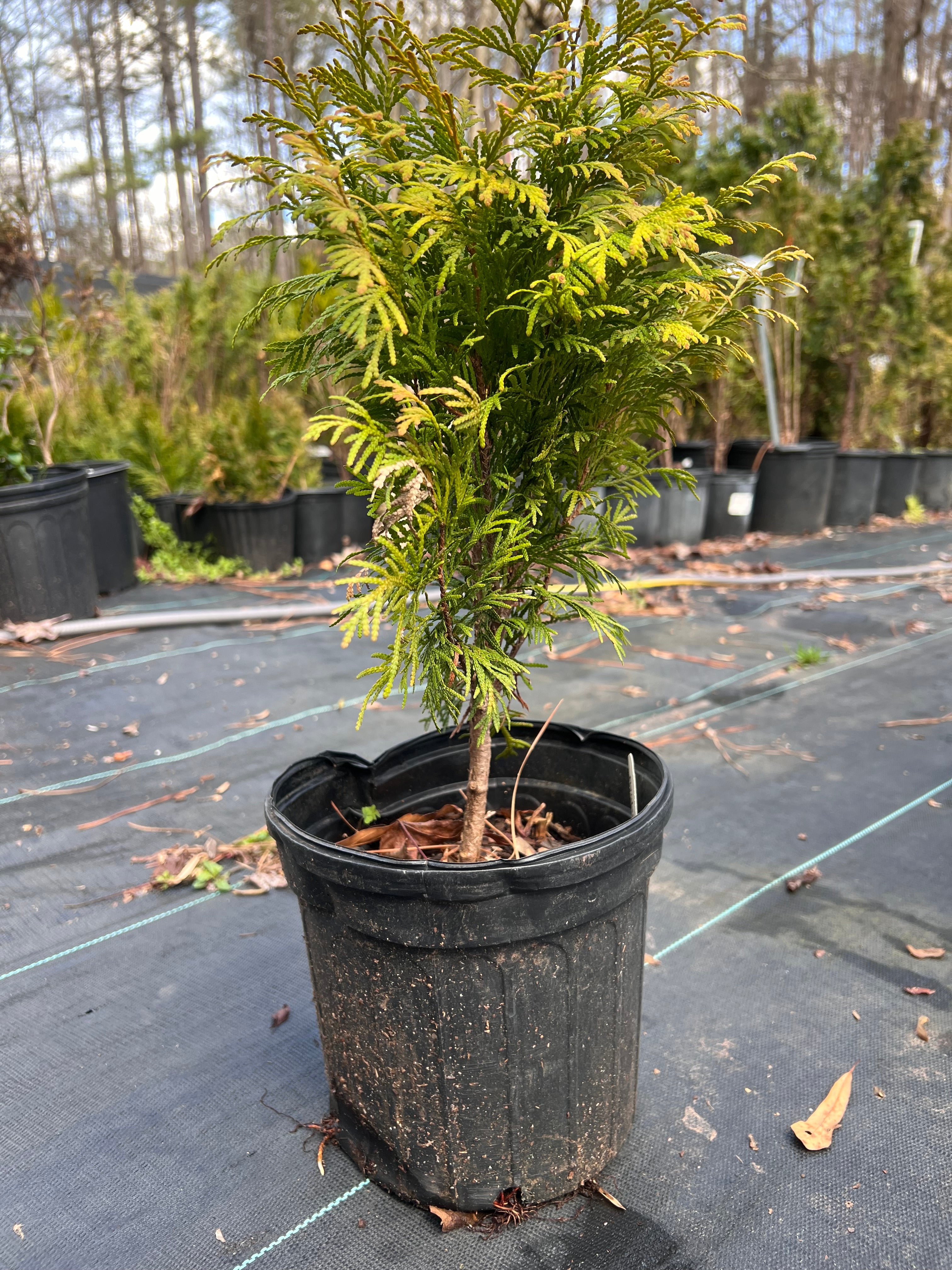 Golden Globe Arborvitae