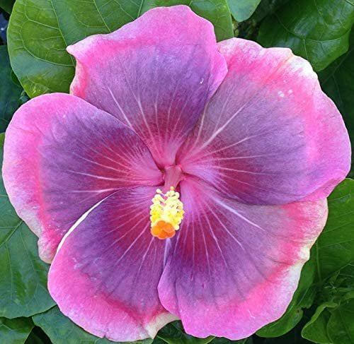 Hibiscus Cajun Color City Slicker， Starter Plant