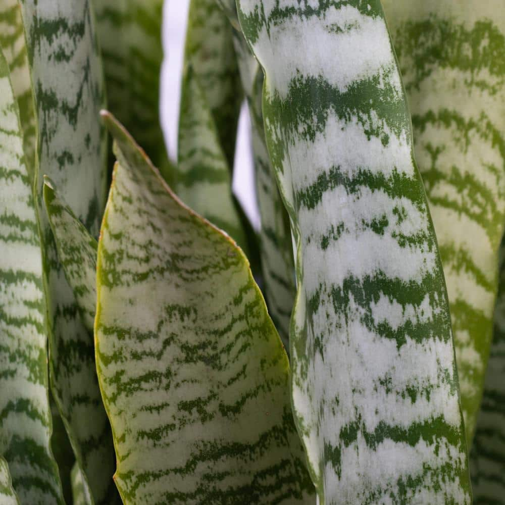 national PLANT NETWORK 6 in. Sanseveria Laurentii Snake Plant in 7 in. Semi Matte Cream Hyde Container HD4701