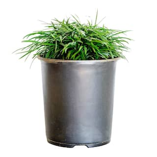 FLOWERWOOD 2.5 Qt. Dwarf Mondo Grass Groundcover - Groundcover Plant 4391Q