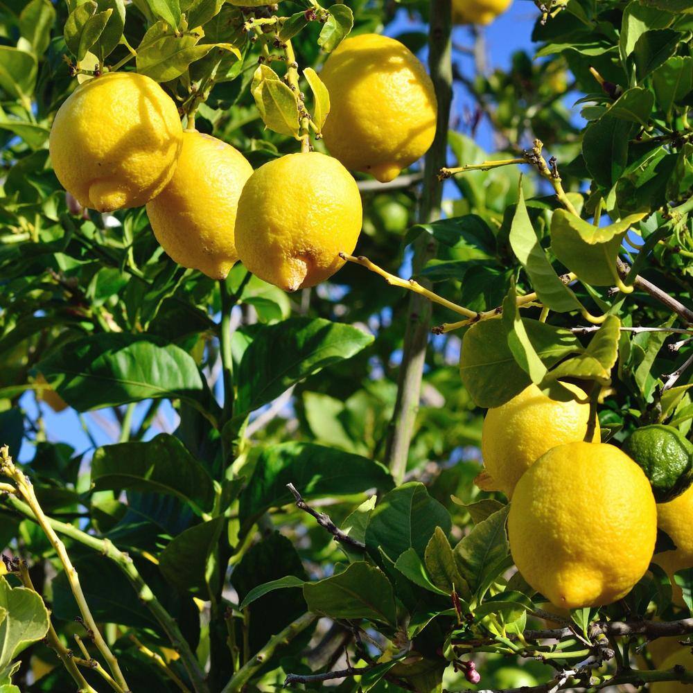 Alder  Oak #3 Container Lisbon Lemon Tree LILE03