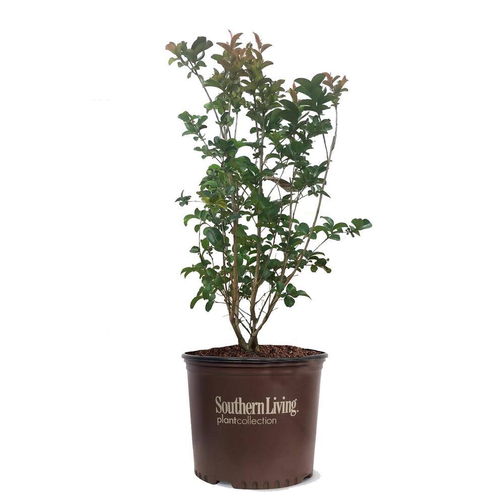 SOUTHERN LIVING 3 Gal. Miss Frances Crape Myrtle Tree CRMMFR03G
