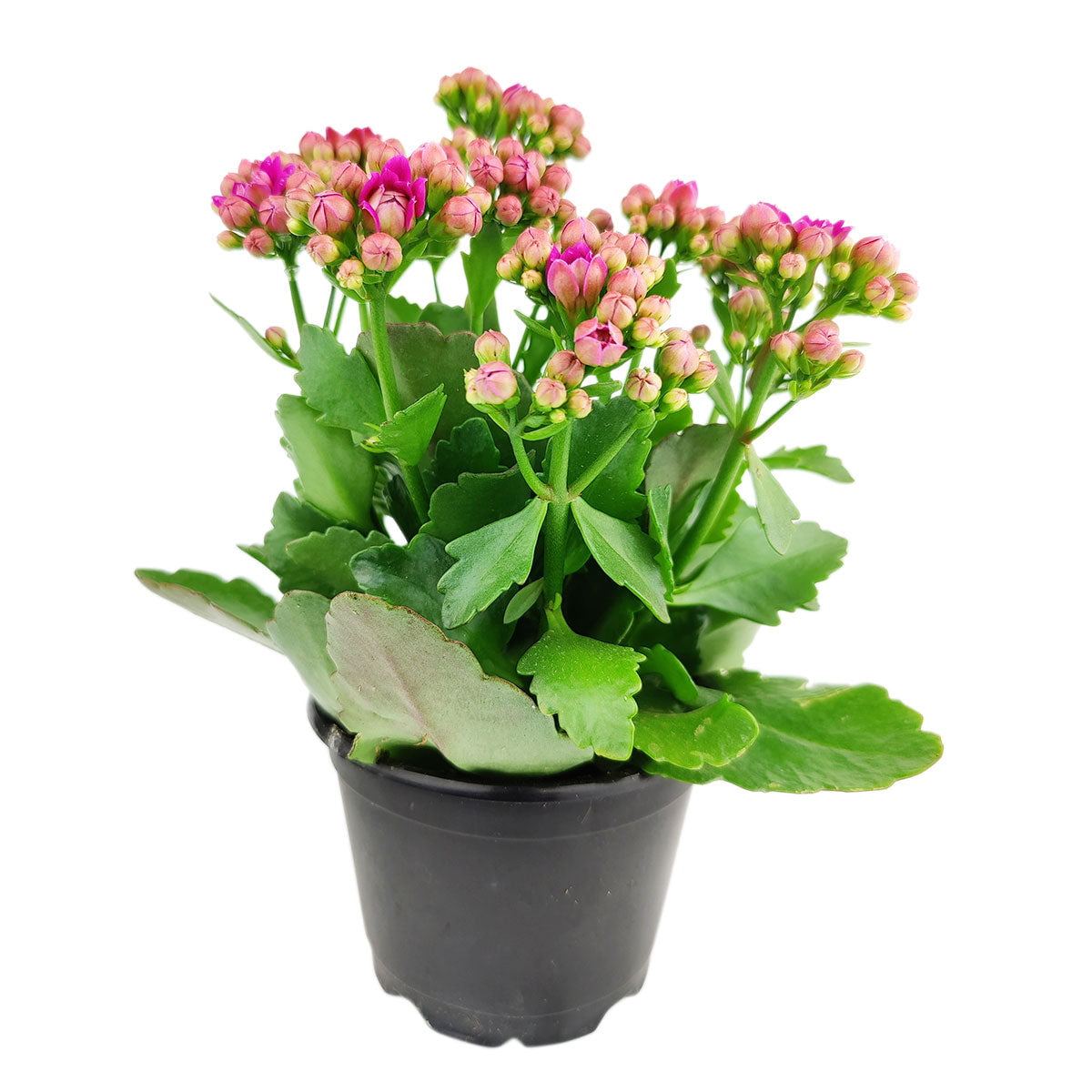 Kalanchoe blossfeldiana 'Calandiva Purple' (No Flower in 4.5