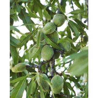 Online Orchards 3 ft. All-in-One Almond Bare Root Tree with Self Pollinating and Heavy Producing Almonds NTAL201