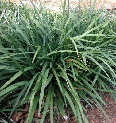 Classy Groundcovers - Liriope muscari 'Emerald Goddess'  {25 Pots - 3 1/2 inch Square}