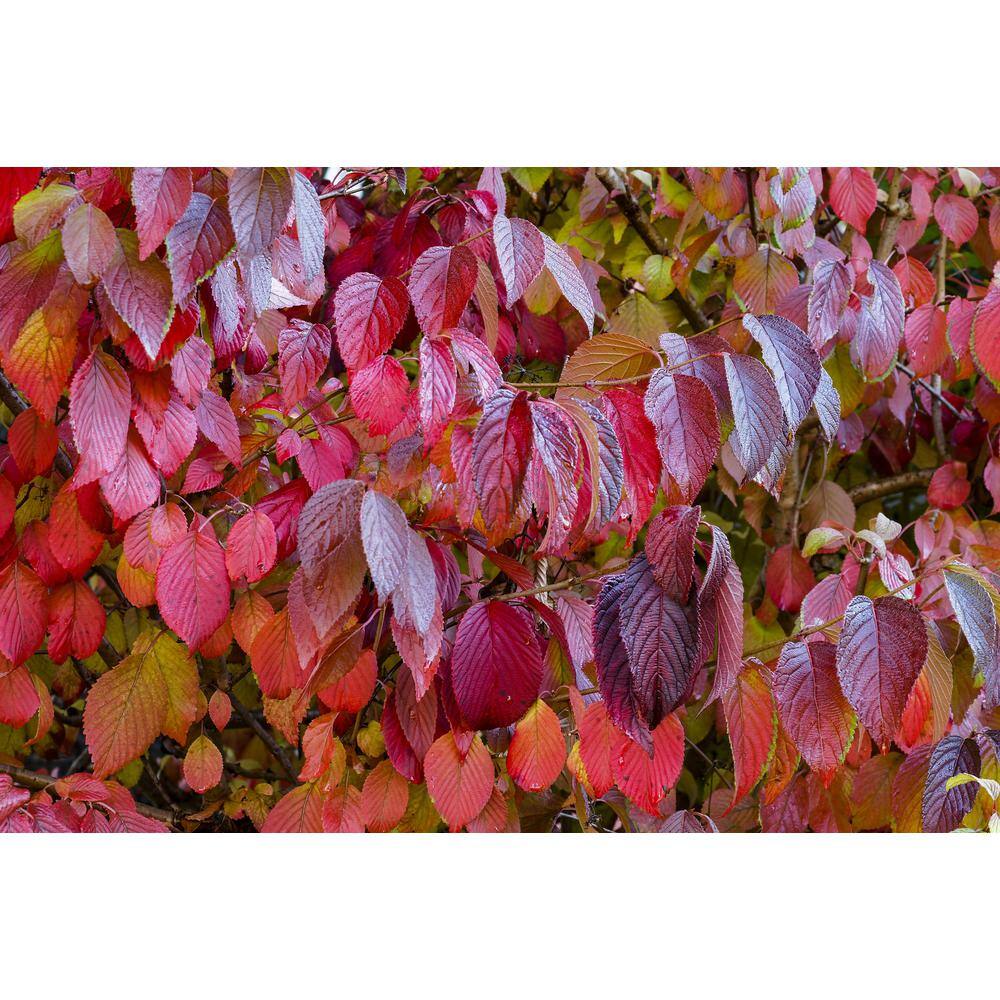 Online Orchards 1 Gal. Red Twig Dogwood Shrub Gorgeous Fireyred Winter Stems and Huge White Spring Flowers SBDW001