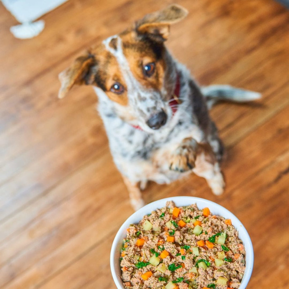 Stella and Chewy's FreshMade Meat-a-Palooza Gently Cooked Dog Food