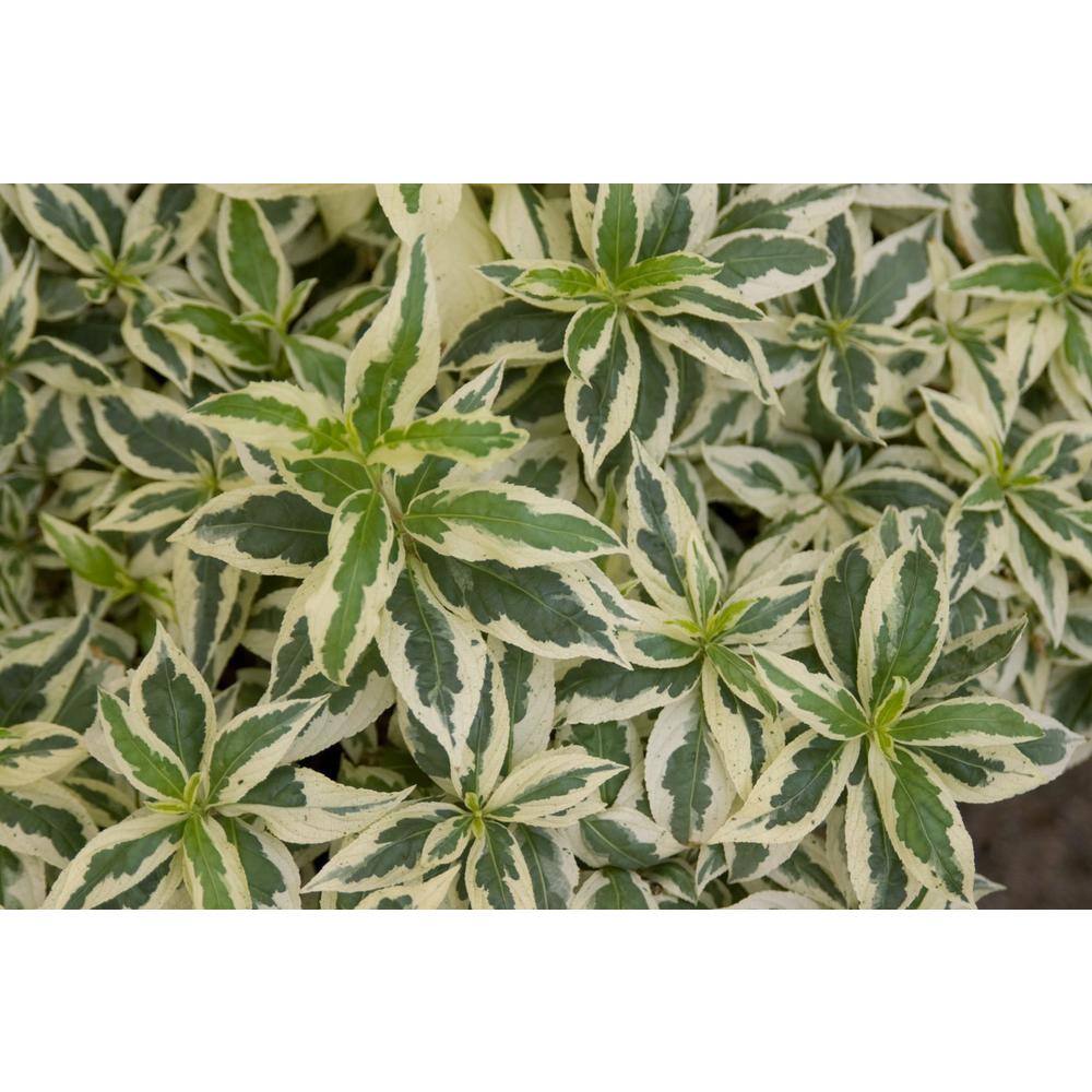 FIRST EDITIONS 2.0 Gal. Cool Splash Dwarf Bush Honeysuckle (Diervilla) Live Shrub with Variegated Foliage Bright Yellow Flowers O53022F