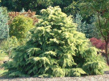 Silver Mist Cedar Conifer