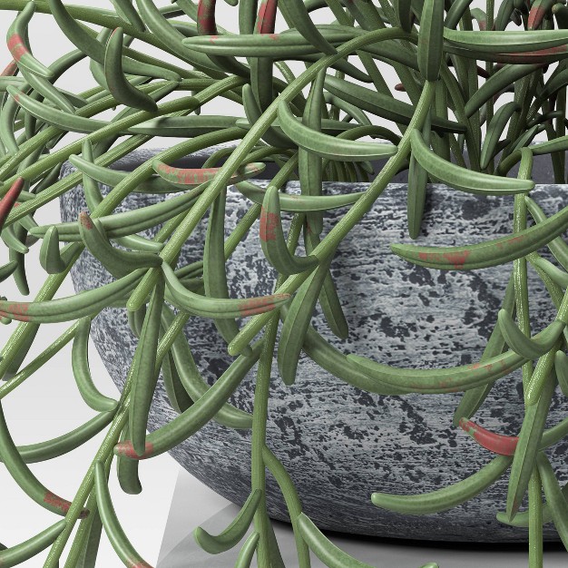 Fish Hook Sedum Artificial Plant - Threshold Designed With Studio Mcgee