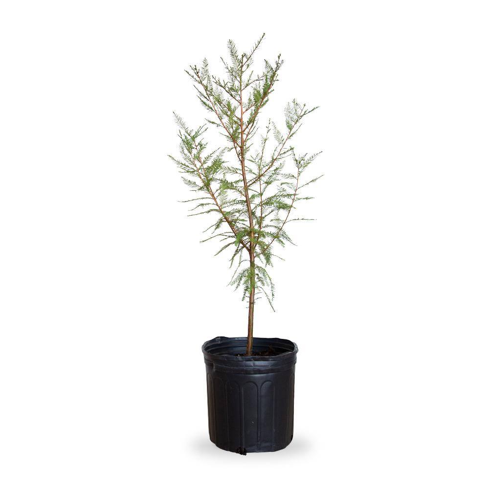 FLOWERWOOD 2.5 Gal. Bald Cypress Deciduous Tree 54853FL