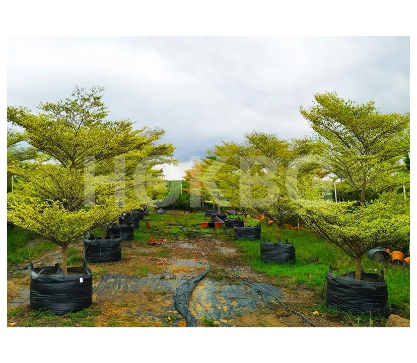 HOKBG 5 10 50 100 500 1000 Gallon hot selling Eco friendly PP plastic garden suppliers planting pot