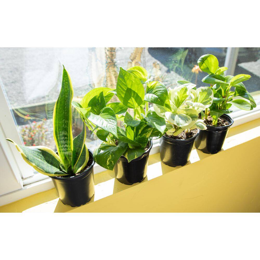 ALTMAN PLANTS 4.25 in. Foliage. Asst (4-Pack) 0881486