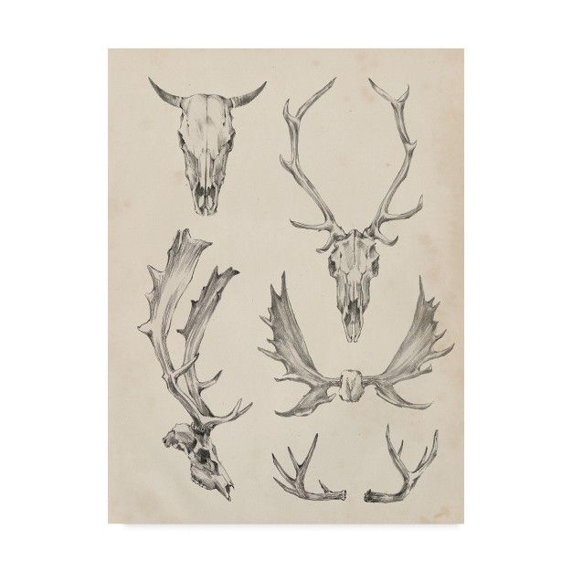 Ethan Harper quot skull And Antler Study Ii x27 Canvas Art Trademark Fine Art