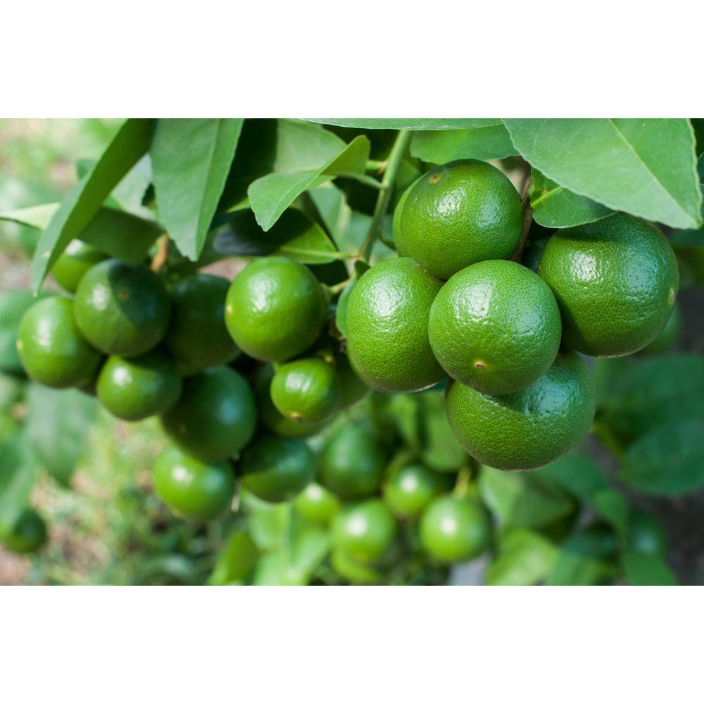 BELL NURSERY 1 Gal. Persian Lime (Bearss Lime) Live Tropical Tree with White Flower to Green Seedless Fruit (1-Pack) LIMET1BTL1PK