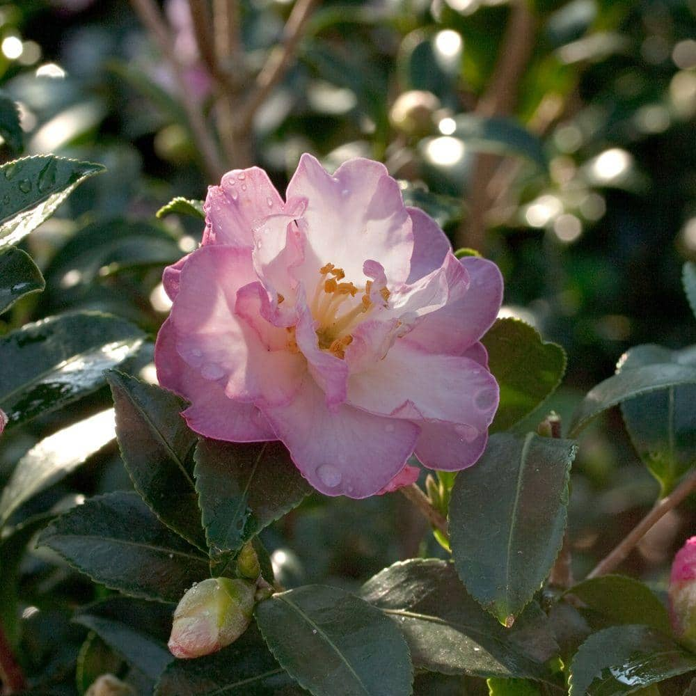 SOUTHERN LIVING 2.5 Qt. October Magic Orchid Camellia(sasanqua) - Live Evergreen Shrub with White-blush Blooms that taper to Pink Edges 7960Q