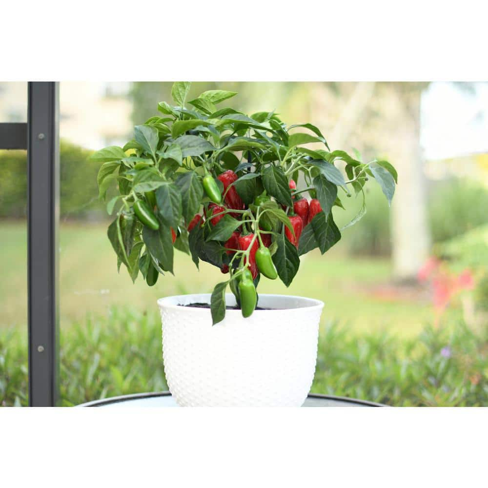 BONNIE PLANTS HARVEST SELECT 25 oz. Early Flame Jalapeno Pepper Plant 715339421869