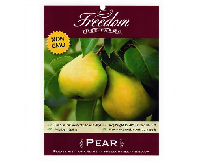 Freedom Tree Farms Moonglow Pear Tree in 5 Gallon Bucket