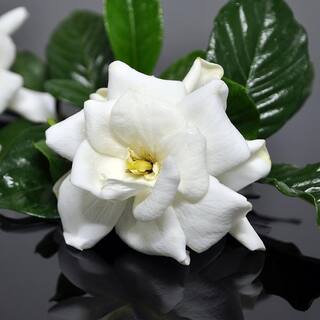 national PLANT NETWORK 2.25 Gal. White Blooms Frostproof Gardenia Plant HD7491