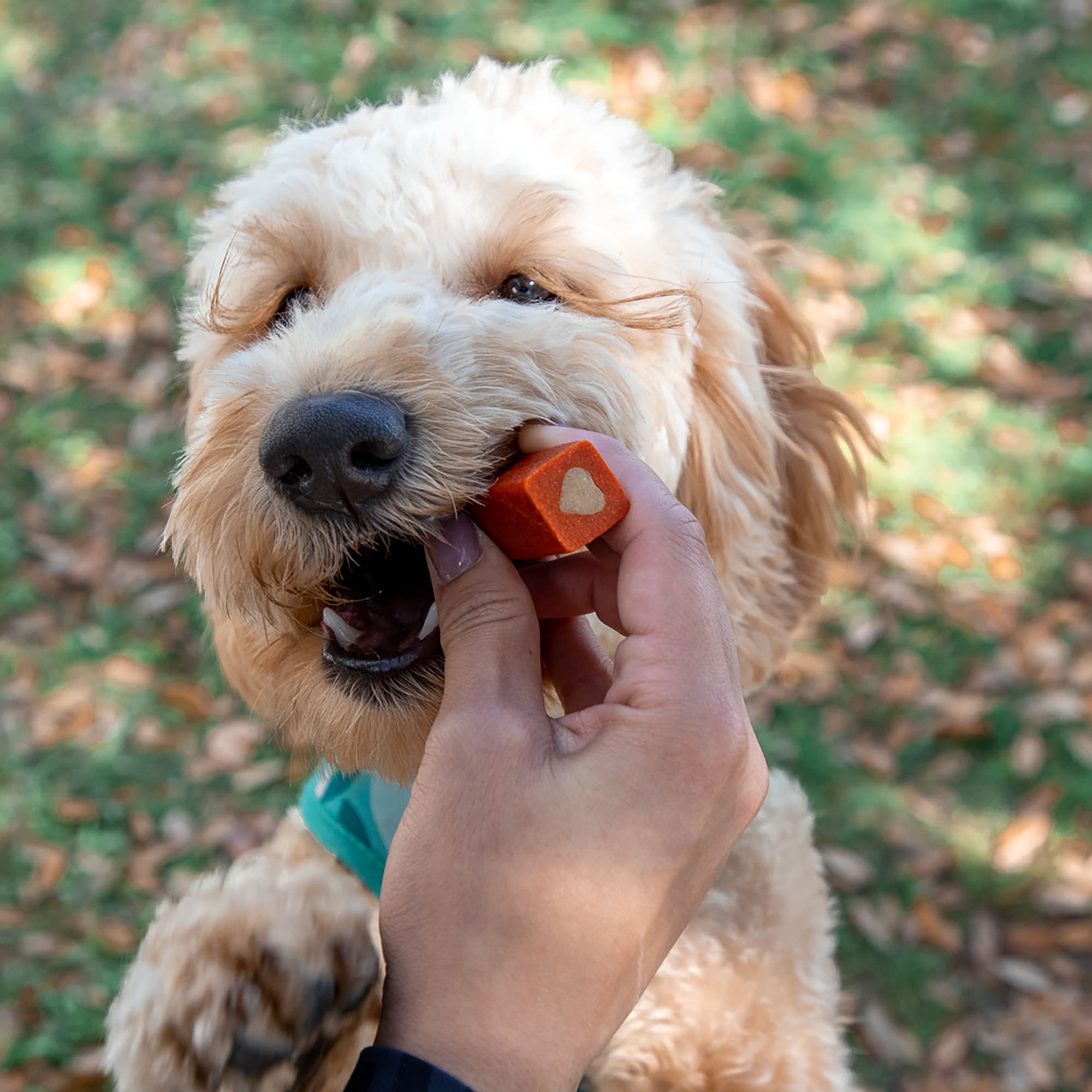 Ark Naturals Protection+ Brushless Toothpaste Fortified Dental Chew for Large Dogs Upto 40+ lbs.， 18 oz.