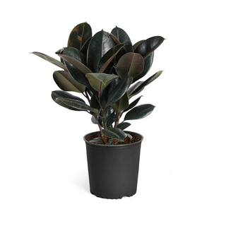 Brighter Blooms 3 Gal. Rubber Plant Ficus Elastica Plant in Pot FIC-RBG3