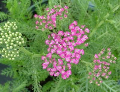 Classy Groundcovers - Achillea millefolium 'Oertel's Rose'  {25 Pots - 3 1/2 inch Square}