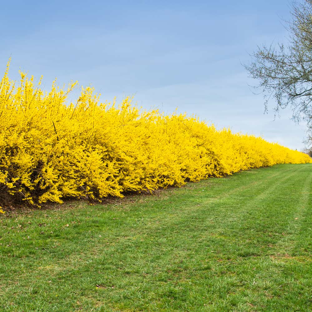 Lynwood Gold Forsythia Shrub