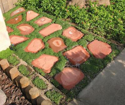 Classy Groundcovers - Elfin Creeping Thyme Mother of Thyme {25 Pots - 3 1/2 inch Square}