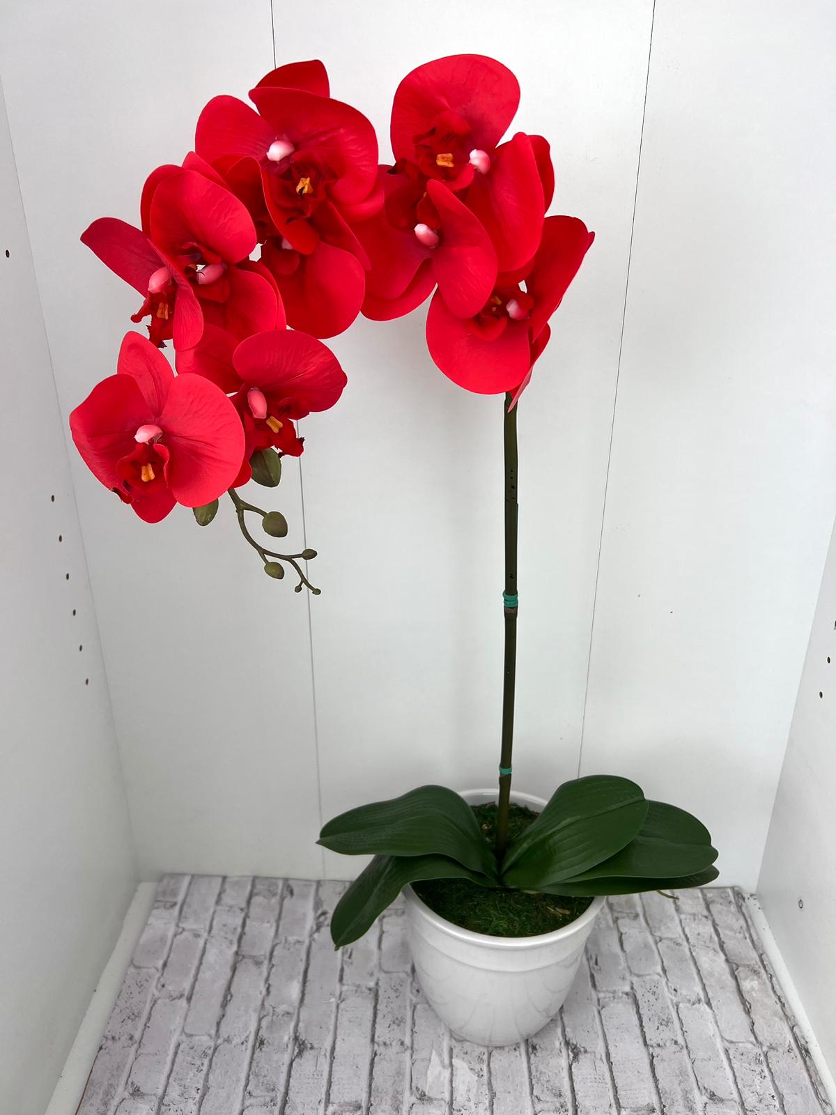 Gorgeous Red Orchid in Ceramic Pot