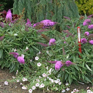 PROVEN WINNERS 3 Gal. Pugster Periwinkle Butterfly Bush (Buddleia) Live Shrub with Purple Flowers PWBUD3PER1PK