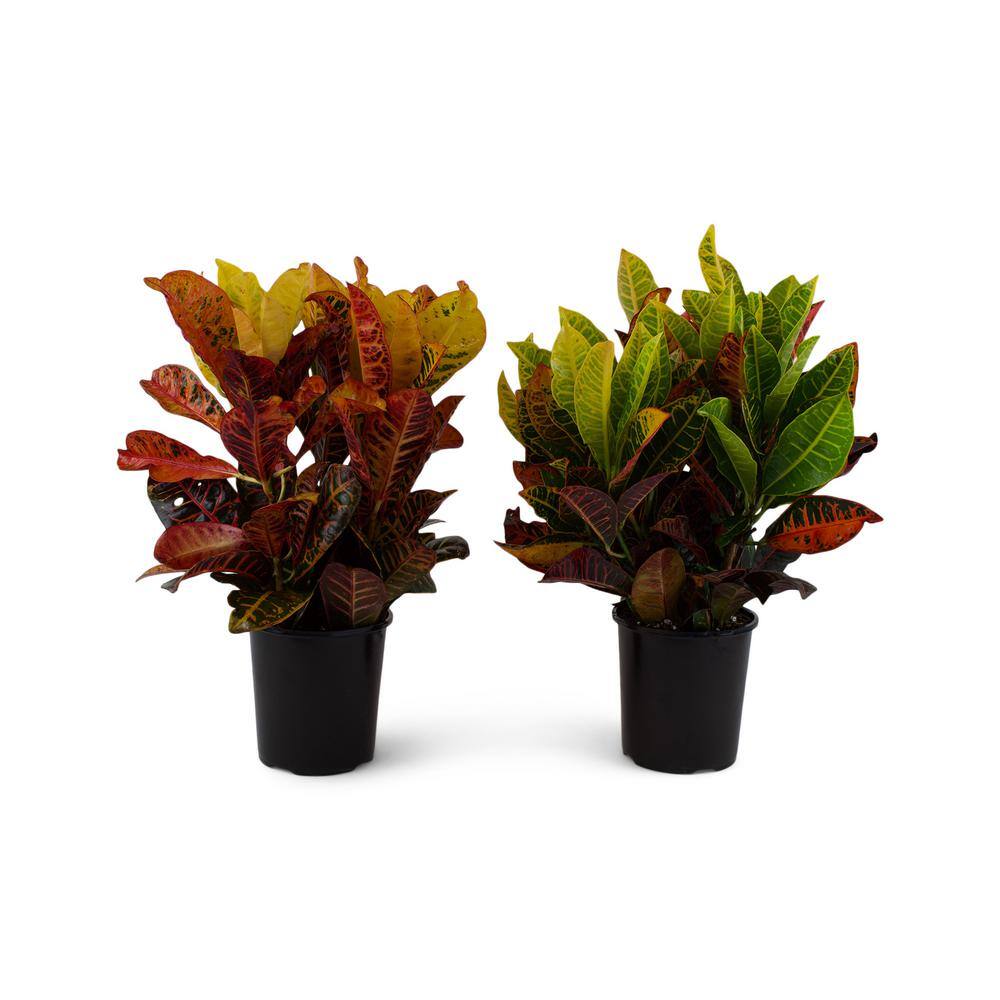 Pure Beauty Farms 2.5 Qt. Croton Petra Shrub Plant in 6.33 In. Grower's Pot (2-Plants) DC1GCROTON2