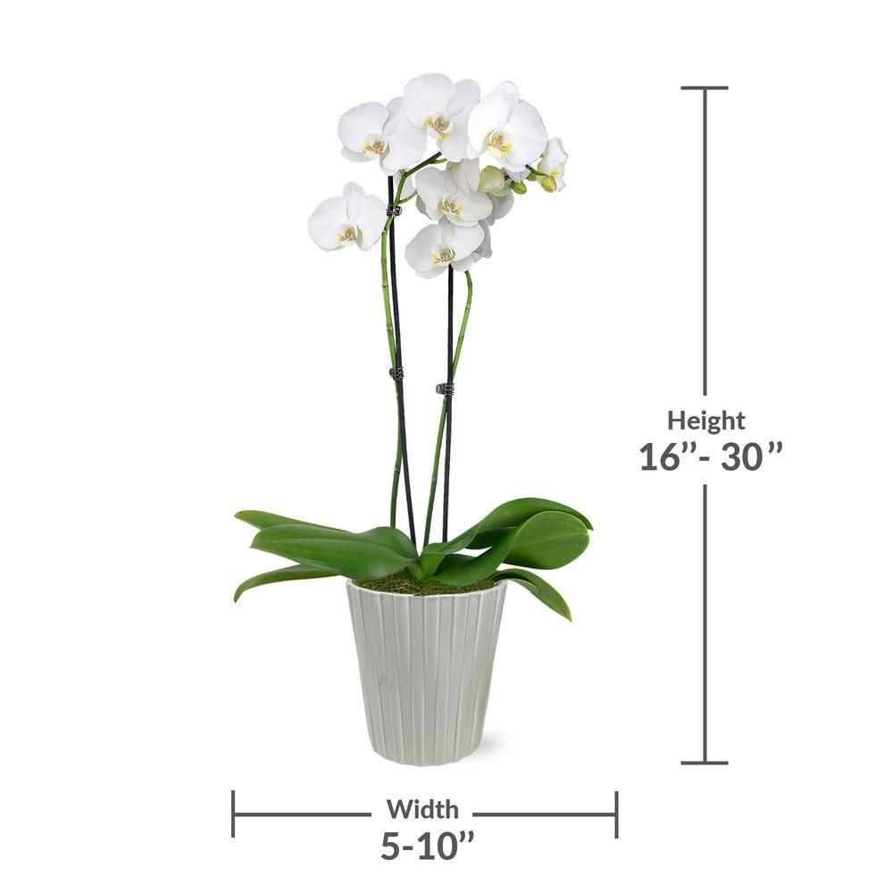 Just Add Ice Premium Orchid (Phalaenopsis) White with Yellow Throat Plant in 5 in. Grey Ceramic Pottery J5010