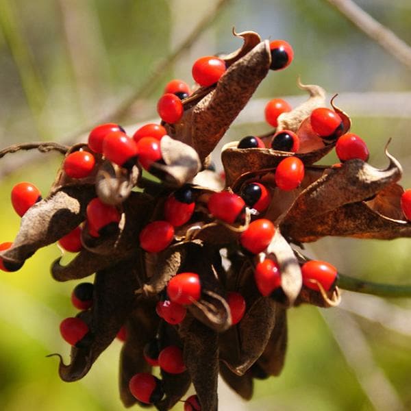 Abrus precatorius, Crabs Eye - 0.5 kg Seeds