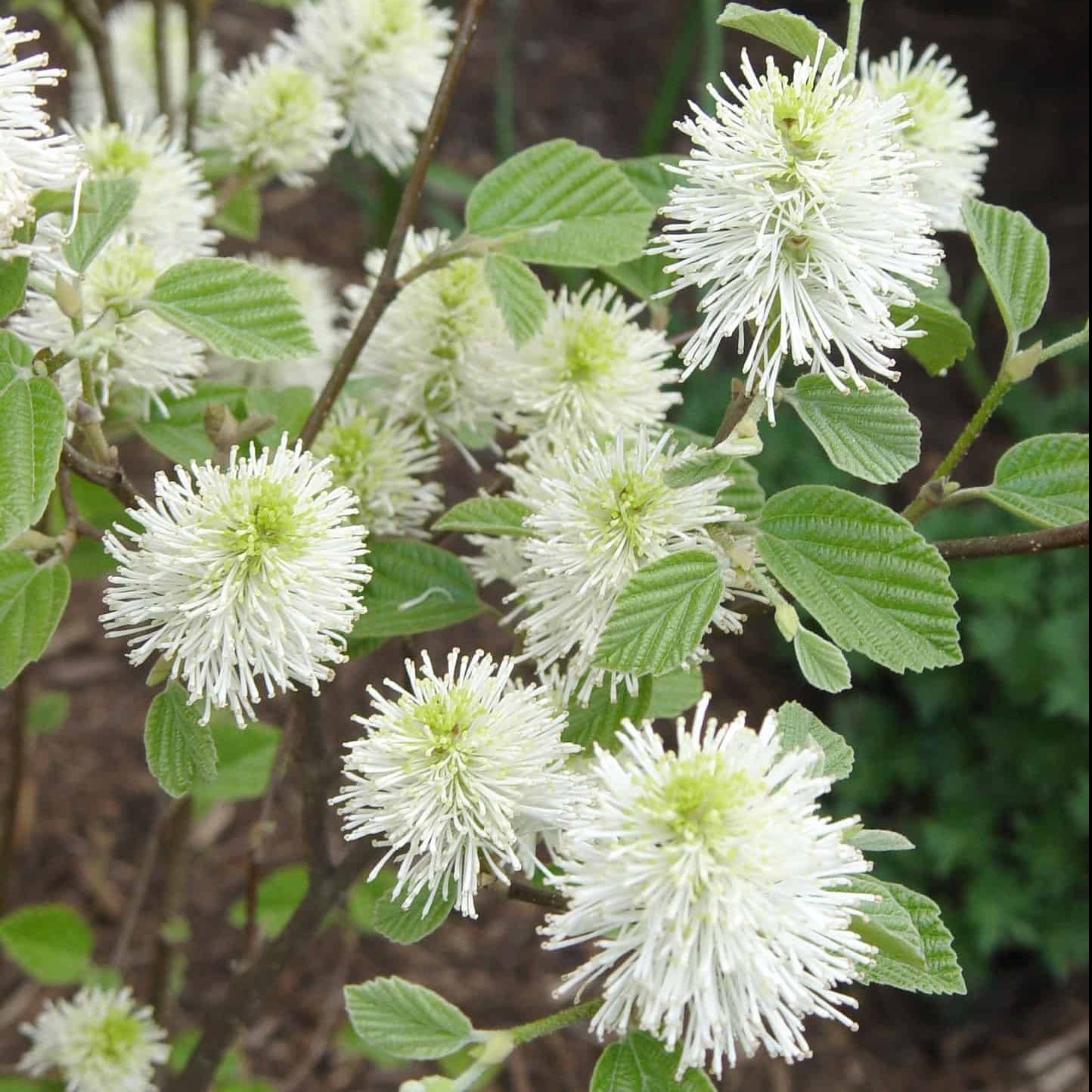 Mount Airy Fothergilla