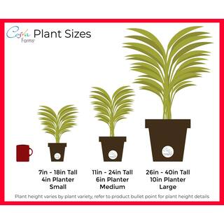 Costa Farms 6 in. Siam Aurora Aglaonema Chinese Evergreen Plant in Premium Ceramic Pot Avg. Shipping Height 1-2 ft. CO.AGS6.3.MIDWHTSTD