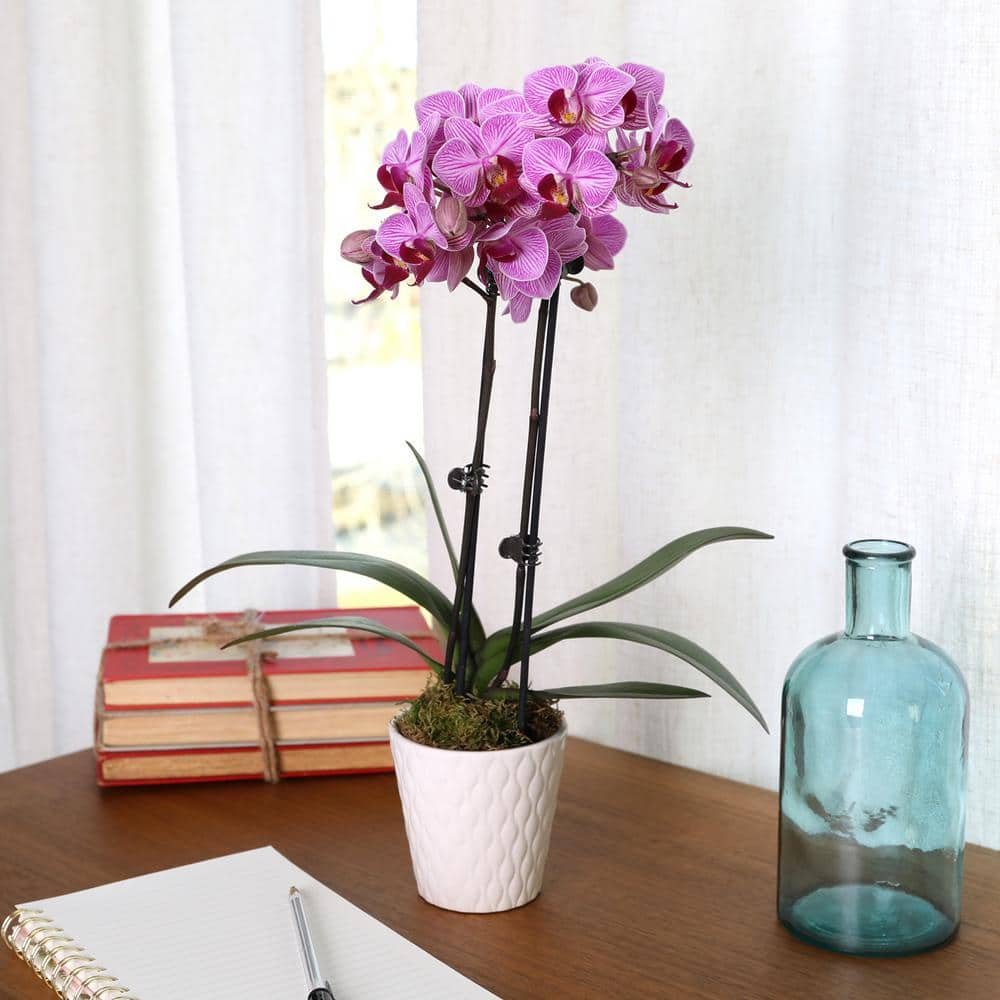 Just Add Ice Orchid (Phalaenopsis) Petite Pink Plant in 3 in. White Ceramic Pottery J5003