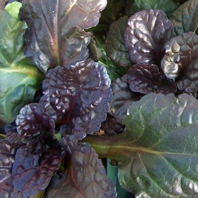 Classy Groundcovers - Bugleweed 'Black Scallop' Creeping Carpet Bugle 'Black Scallop'， Sicklewort 'Black Scallop'， Carpenter's Herb 'Black Scallop' {25 Pots - 3 1/2 inch Square}