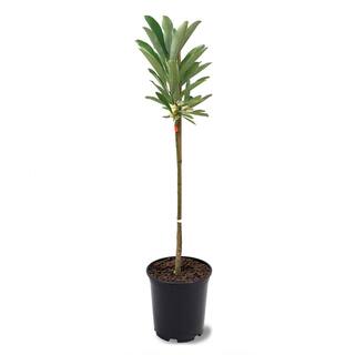 1 Gal. Sweetbay Magnolia Semi-Evergreen Tree with White Flowers MAGSWE01G