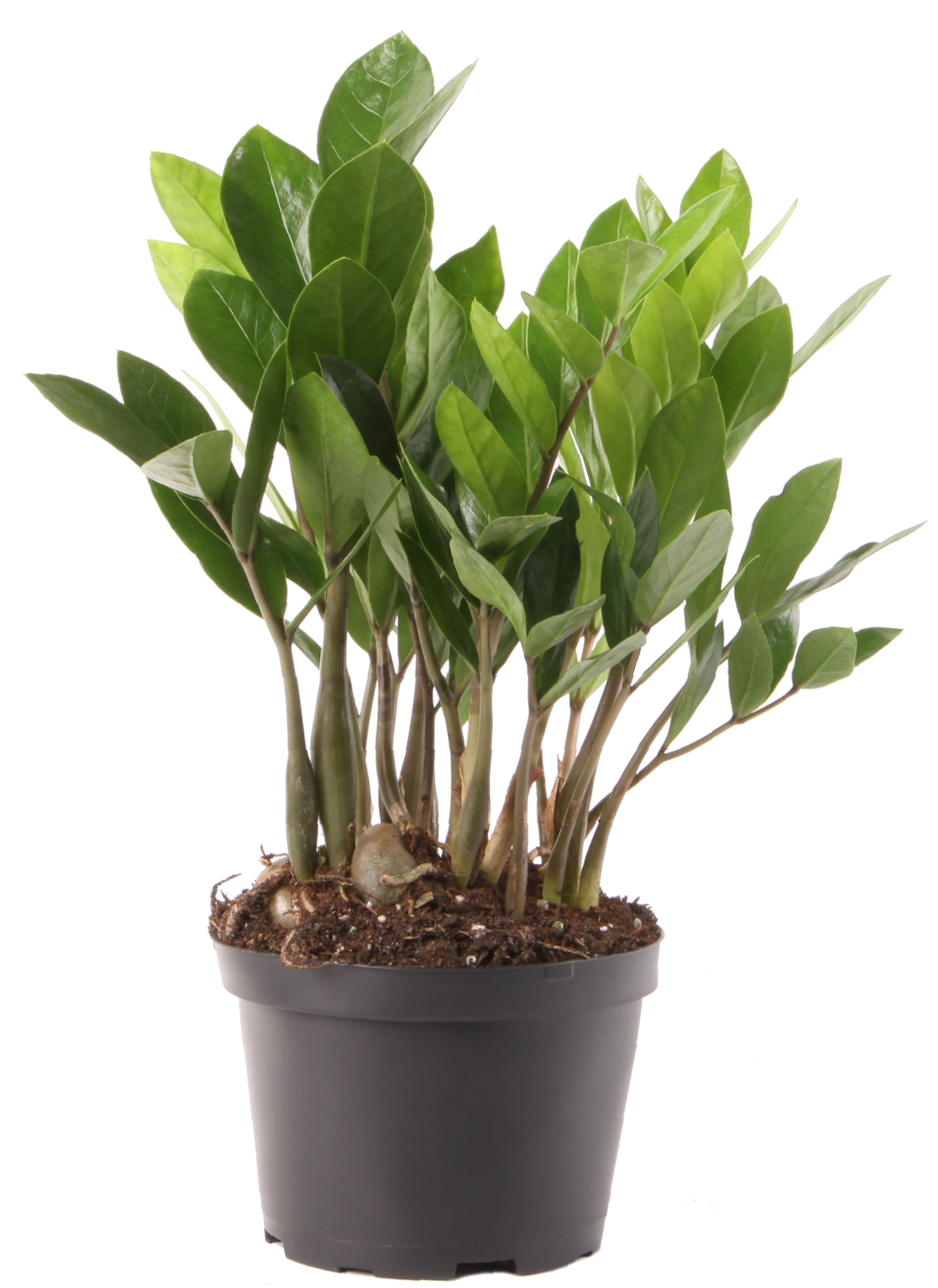 Costa Farms  Live Indoor and Outdoor 12in. Tall Green ZZ Plant; Medium， Indirect Light Plant in 6in. Grower Pot