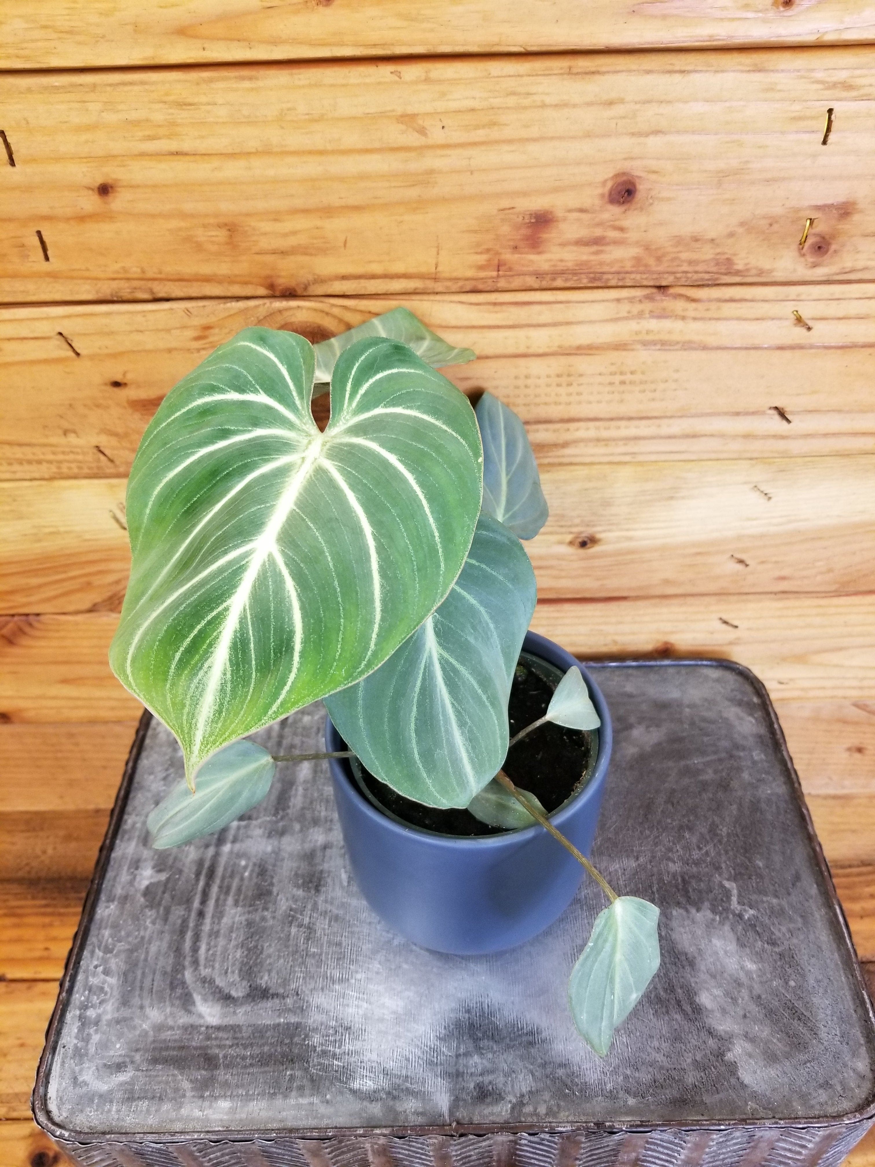 Philodendron Gloriosum Dark form， 4