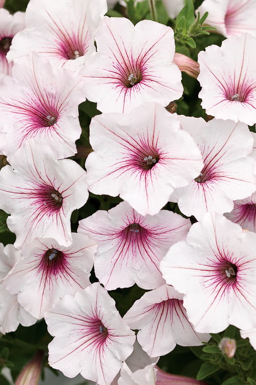 4-pack， 4.25 in. Eco+Grande Supertunia Vista Silverberry (Petunia) Live Plant， White Flowers with Pink Veins